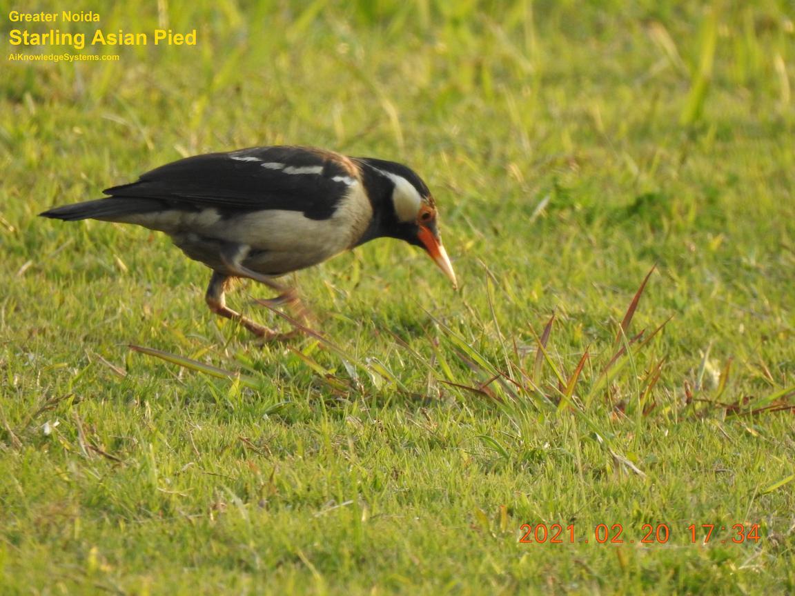 Starling Asian Pied (16) Coming Soon